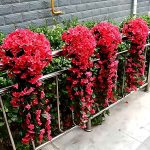 HANGROSE